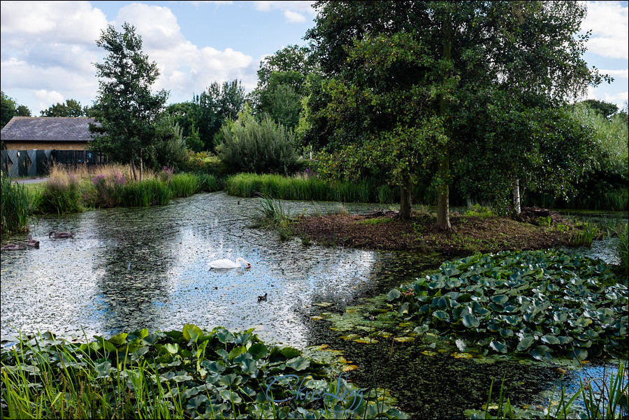 London Wetland Centre Wedding Photography 155