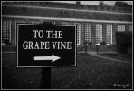 To the Grape Vine