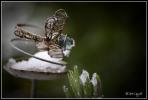 Snow Covered Dragonfly